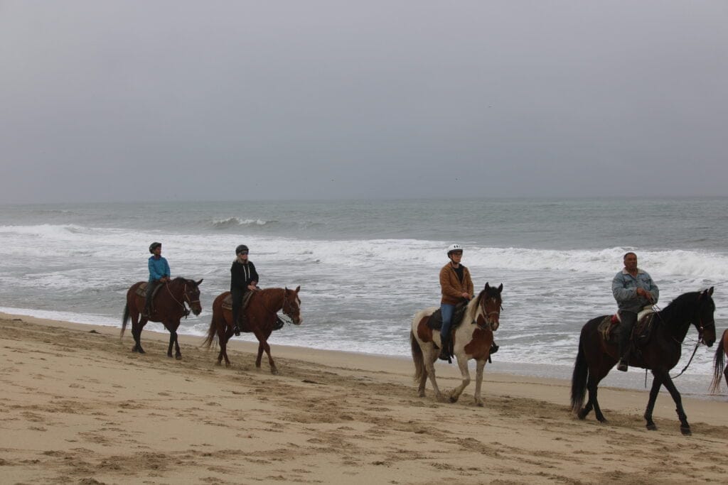 Horses Walk Along the Seashore By My Virtual Mailbox In California