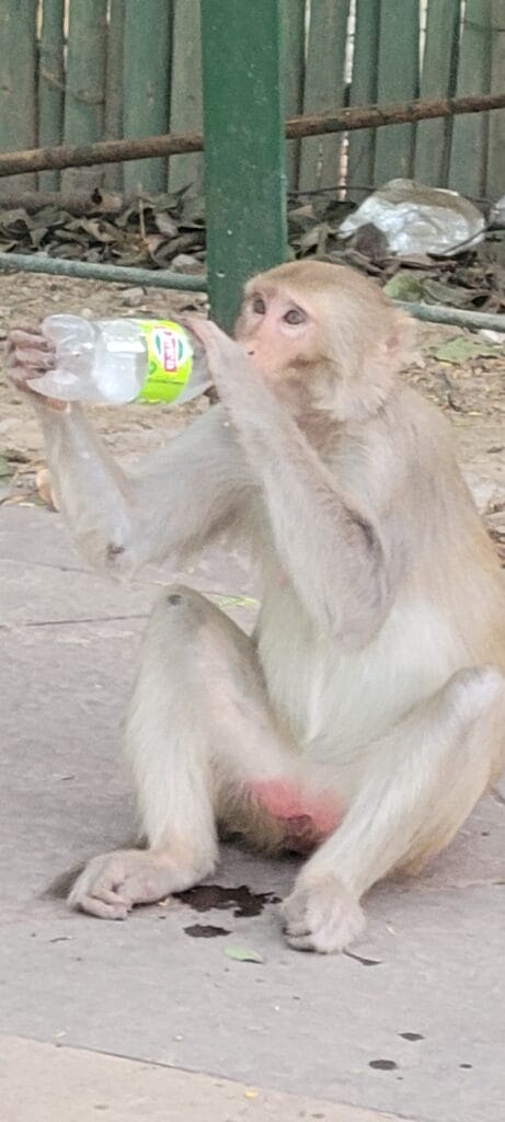 Monkey Drinking From Water Bottle. Agra, India.