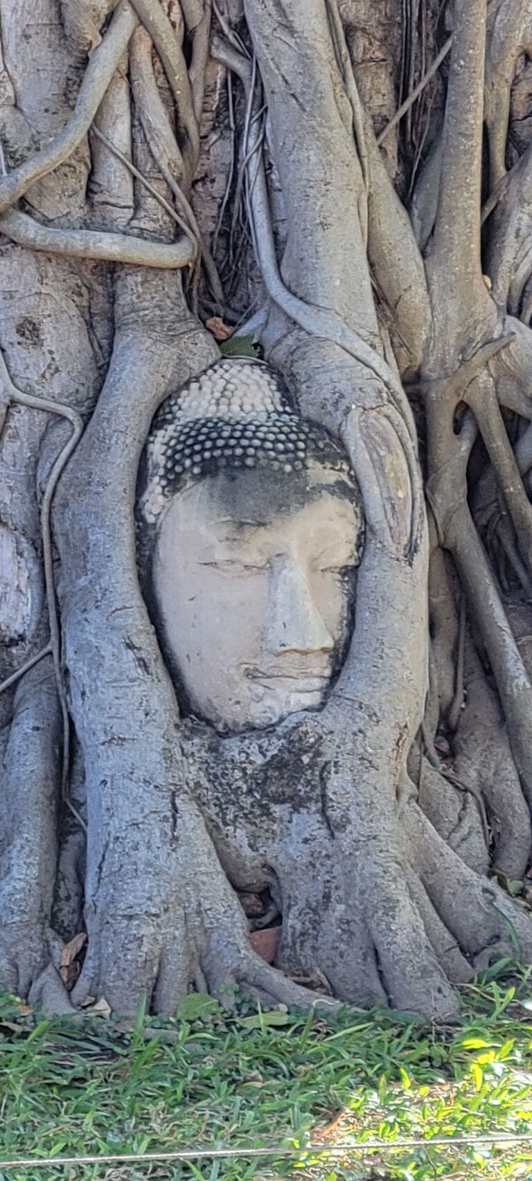 Buddha in Tree Thailand