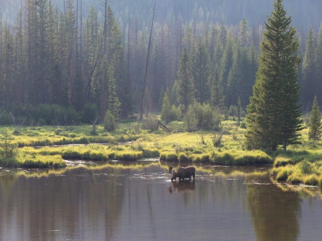 Moose in Pond Rocky Mountain National Park